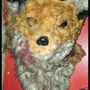 Customized Fox Mask